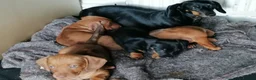 Dachshund dogs for sale: 4 dachshund puppies ! - Advert 8