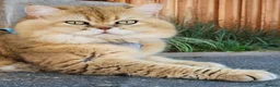British Longhair cats for sale: 🧡🧸1 British Tabby SH Cutie 🍬🏡🥰 - Advert 4