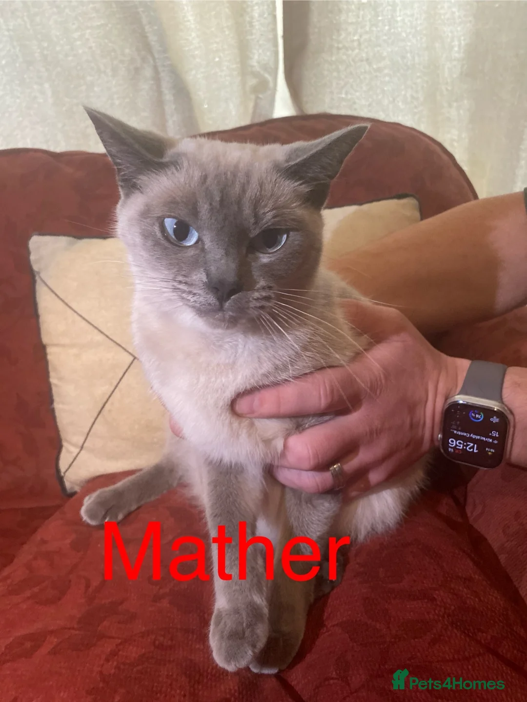 Mixed Breed cats for sale: Ragdoll and Thai kittens - Advert 2