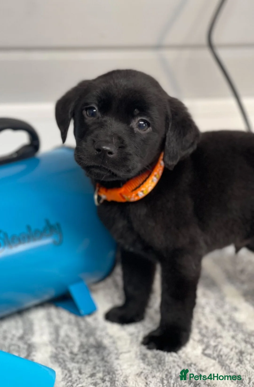 Labrador Retriever dogs for sale: Beautiful Labrador puppy’s  - Advert 9