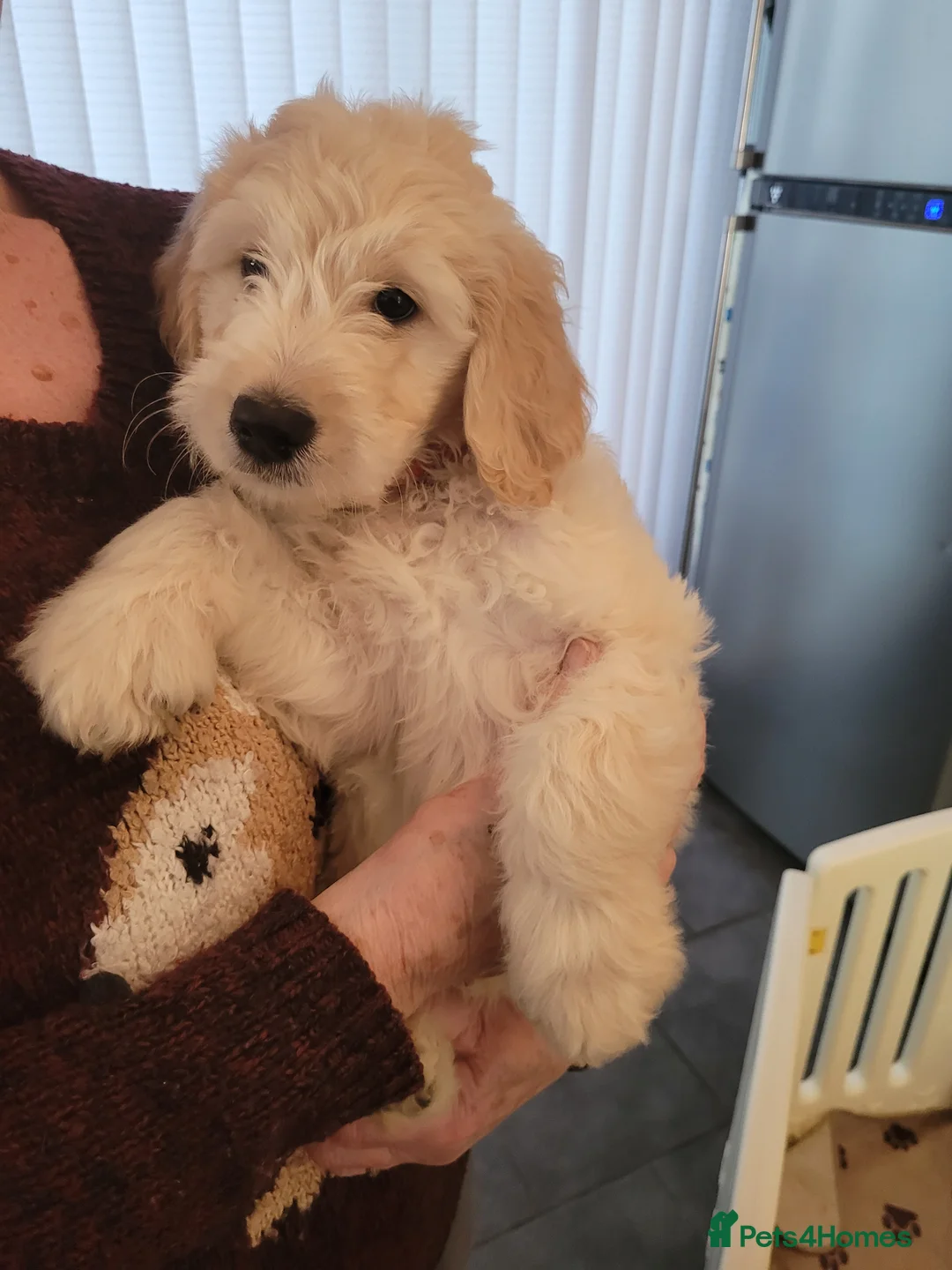 Goldendoodle dogs for sale: Goldendoodles. Extensively health tested parents - Advert 9