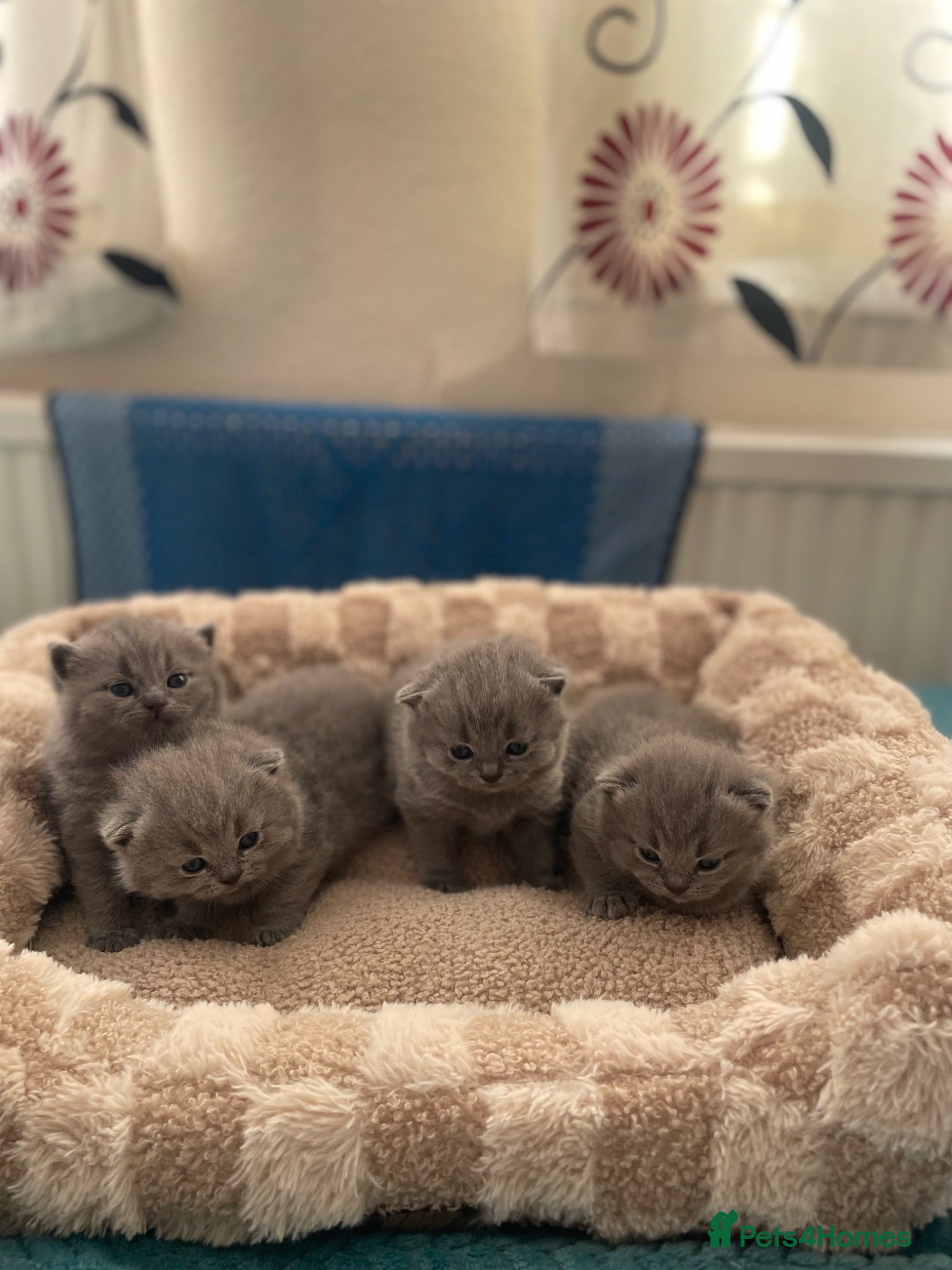 British Shorthair cats 🐱 Blue British Shorthair kittens 🐱  - Advert 1