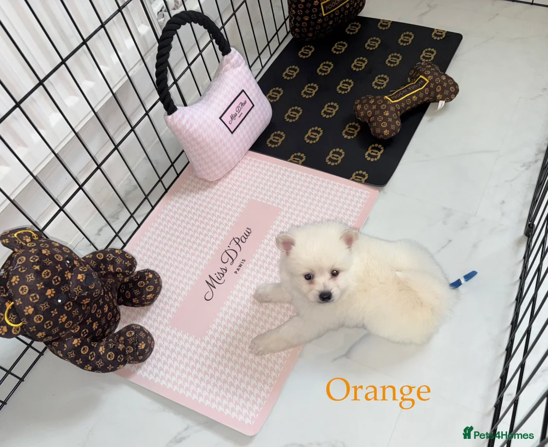 Japanese Spitz dogs for sale: Beautiful Japanese spitz puppy’s  - Advert 16