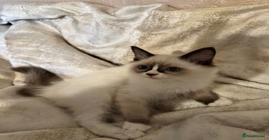 Ragdoll cats - Advert 4