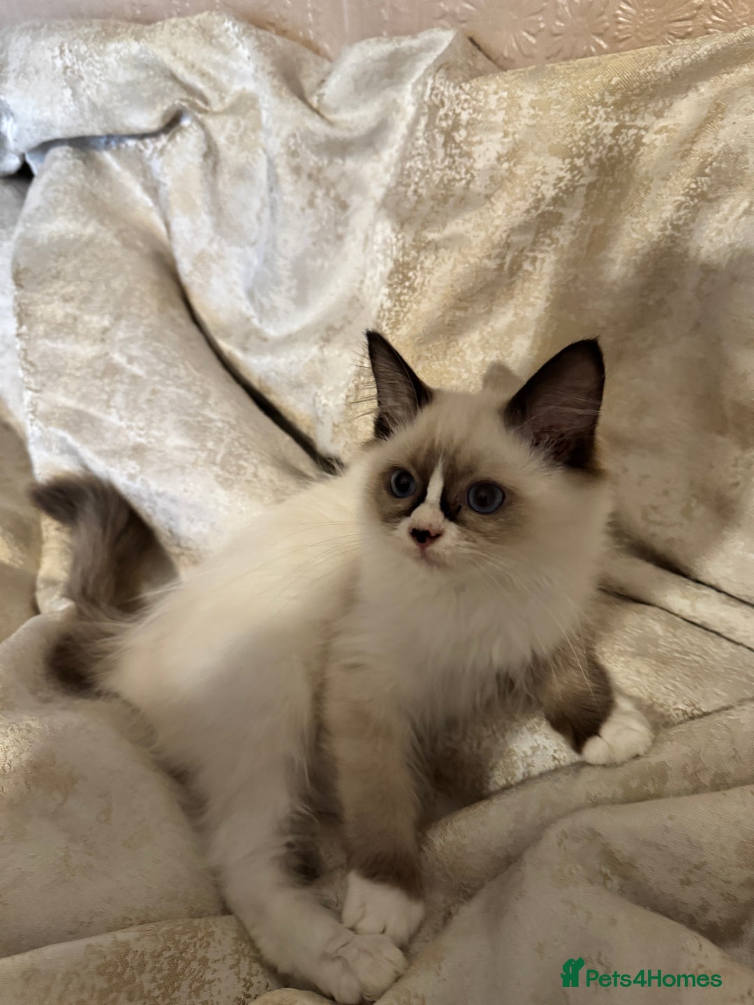 Ragdoll cats for sale: Full Ragdoll kittens  - Image 15