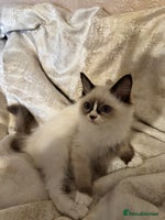 Ragdoll cats - Advert 5