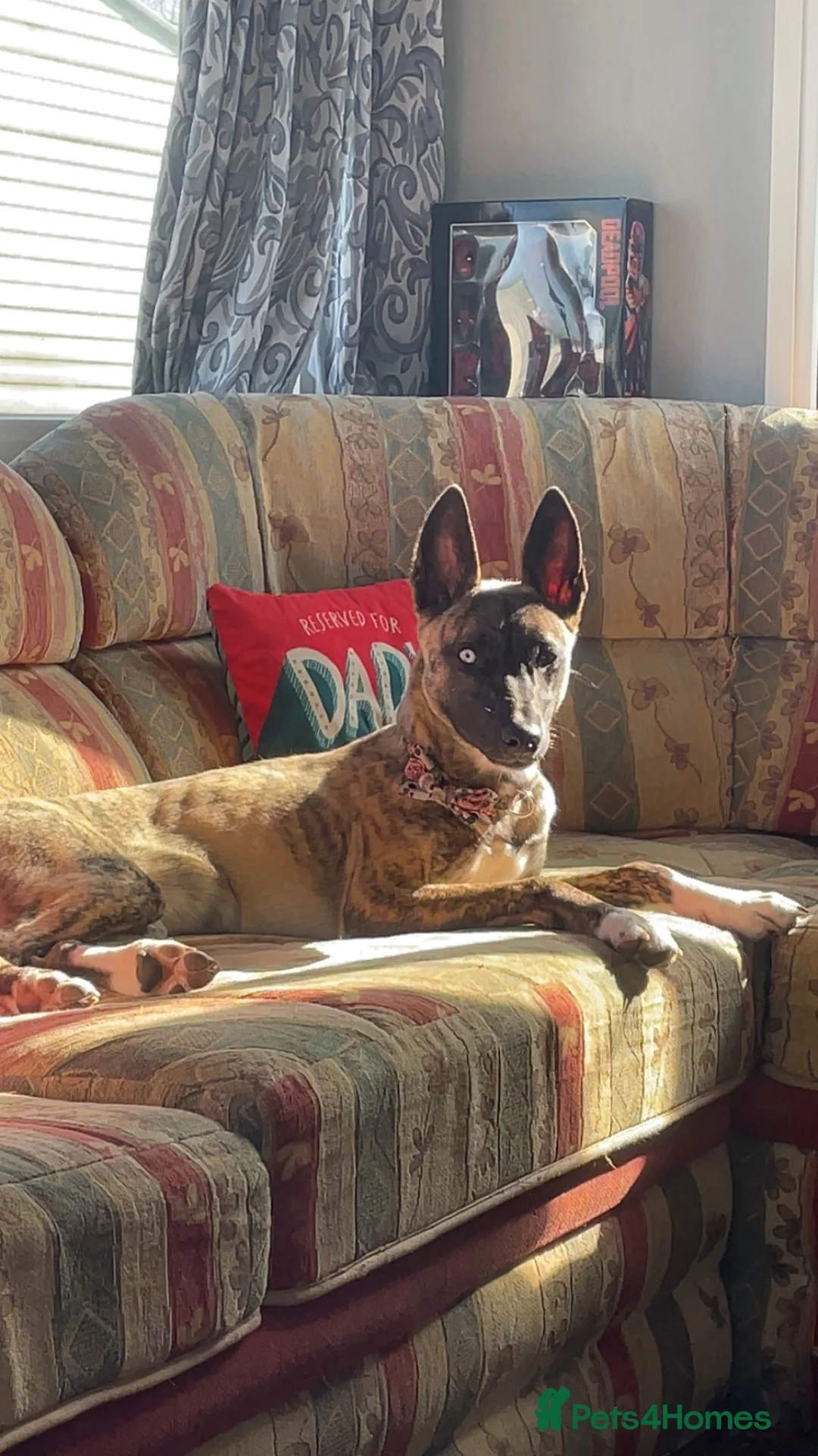 Mixed Breed dogs for sale: Siberian husky cross whippet in Clacton-on-Sea - Advert 1