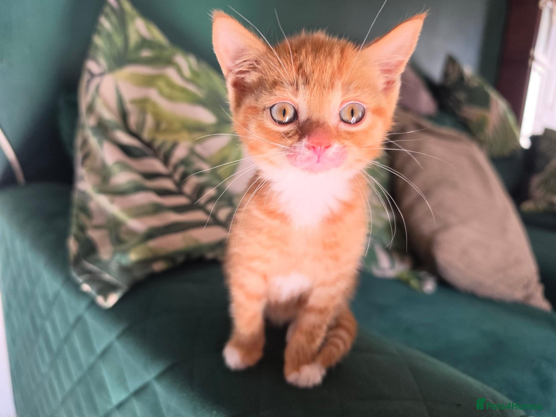 Mixed Breed cats Beautiful kittens - only one boy left - Advert 2