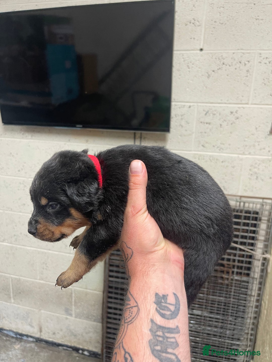 Rottweiler dogs for sale: Rottweiler/rotty puppies - Image 13