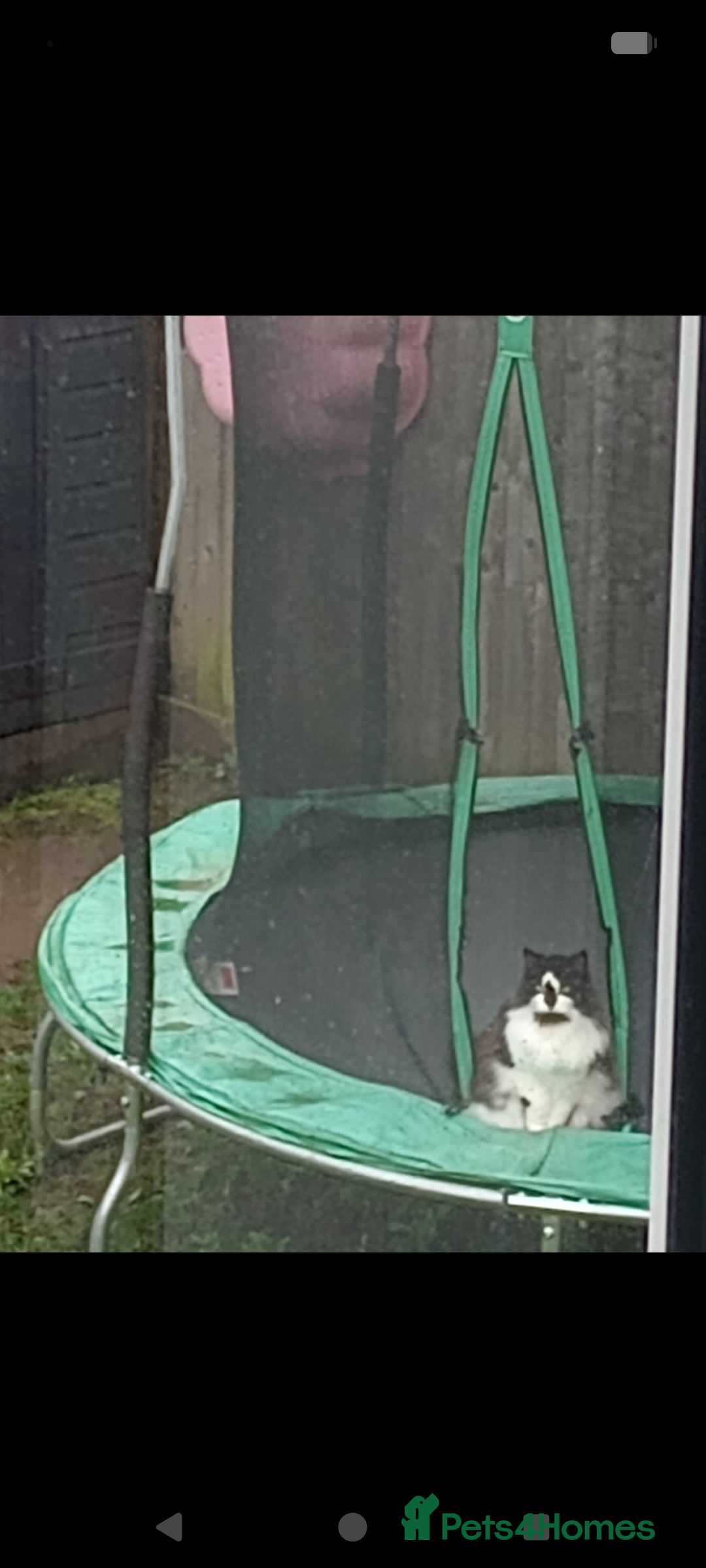 British Longhair cats for sale: Lovely Spayed 8yr old female - Advert 4