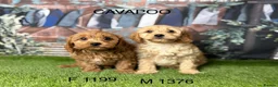 Cavapoo dogs for sale: Stunning Cavapoo pups from licensed breeder  - Advert 3