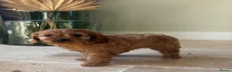 Cavapoo dogs for sale: DNA tested Dark red F1 cavapoo pups  - Advert 24