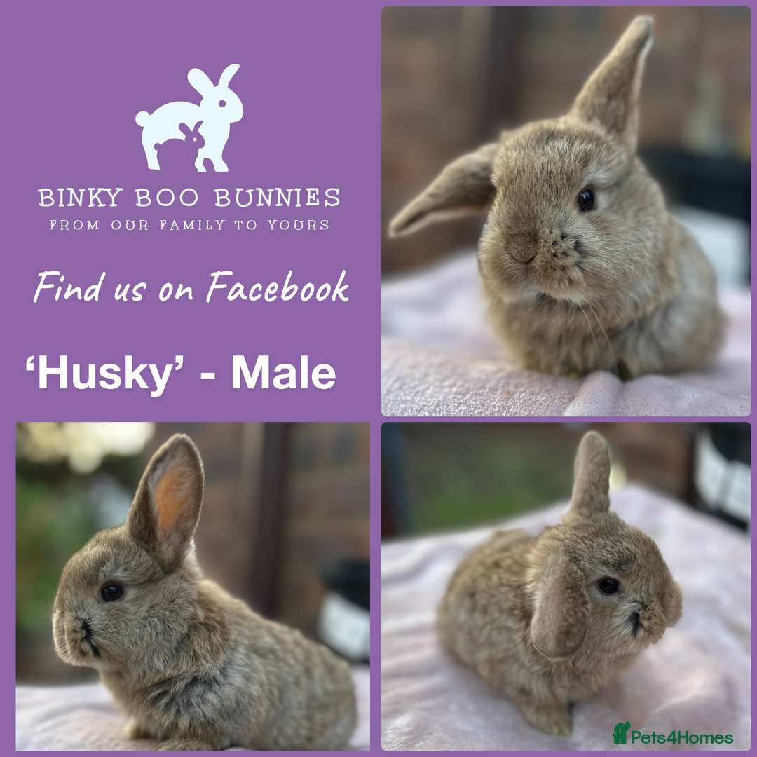 Mini Lop rabbits for sale: Mini Lop Babies- Ready 23/12 - Reserve Now - Advert 2