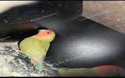 Lovebirds birds for sale: Lovebirds for sale  - Image 4