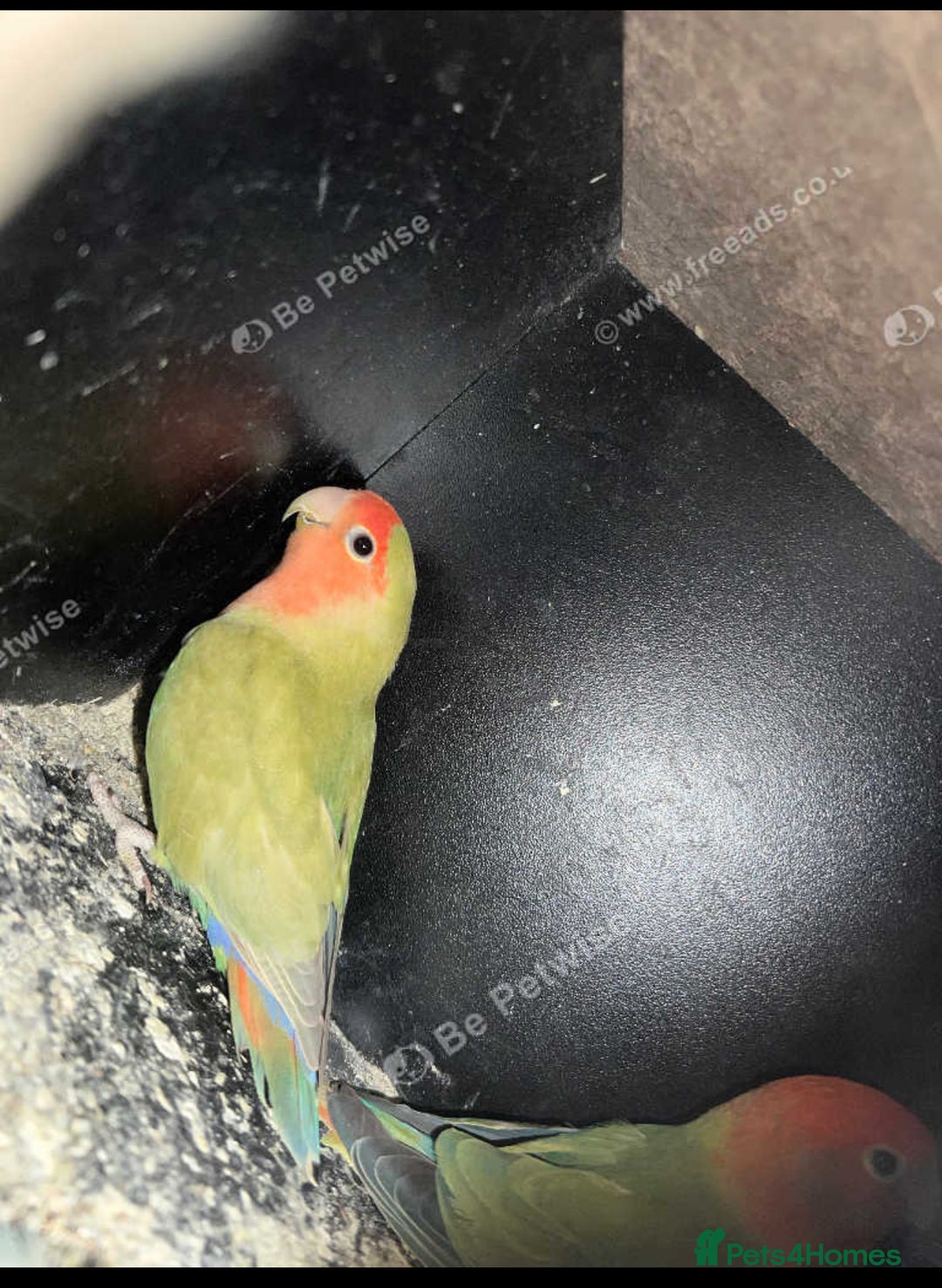 Lovebirds birds for sale: Lovebirds for sale  - Image 4