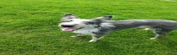 Lurcher dogs for sale: Handsome Lurcher x deerhound - Advert 7