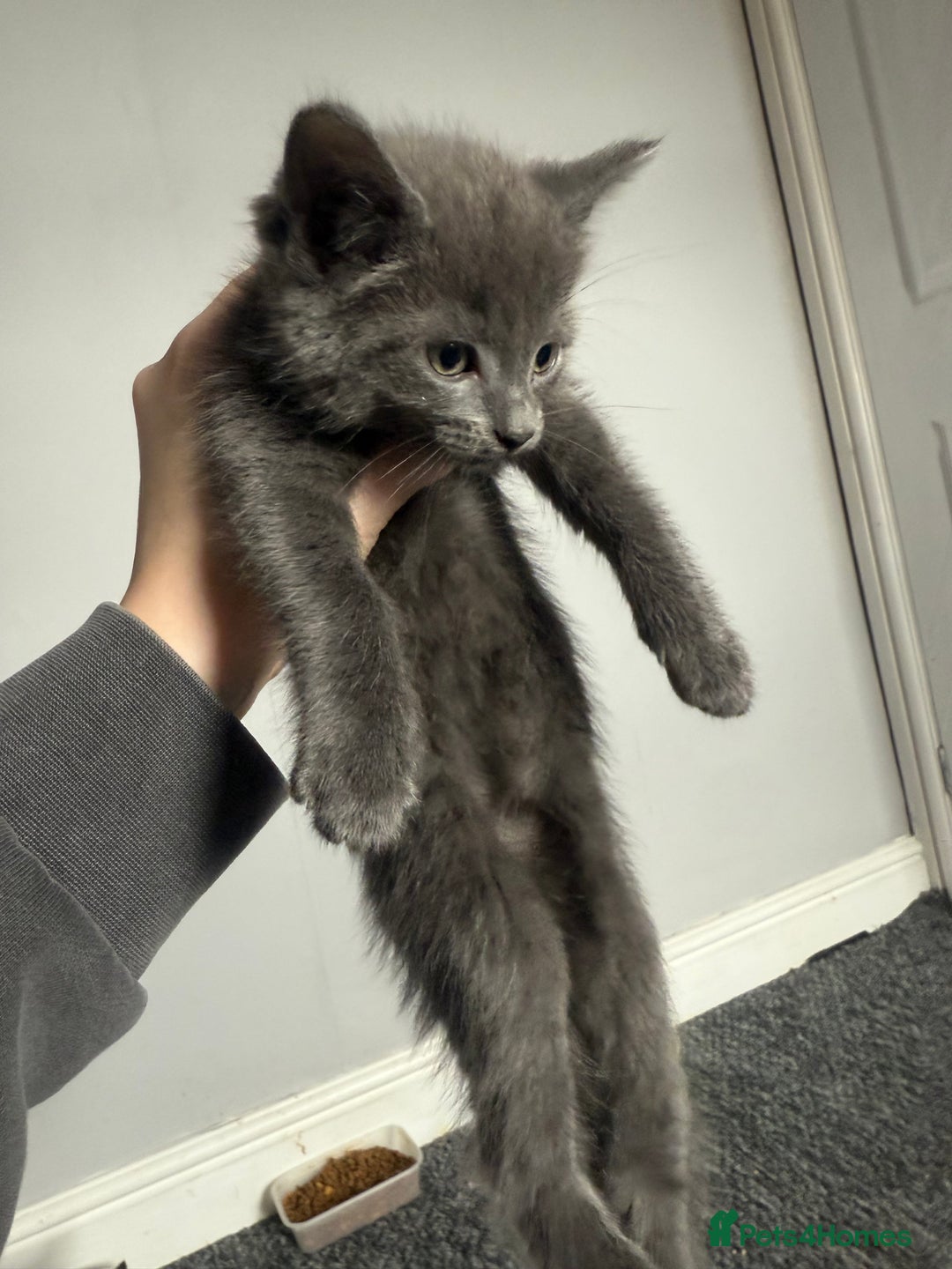 Mixed Breed cats for sale: mixed breed kittens for sale - Image 14