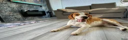 Beagle dogs for stud: Beautiful Beagle for stud - Advert 5