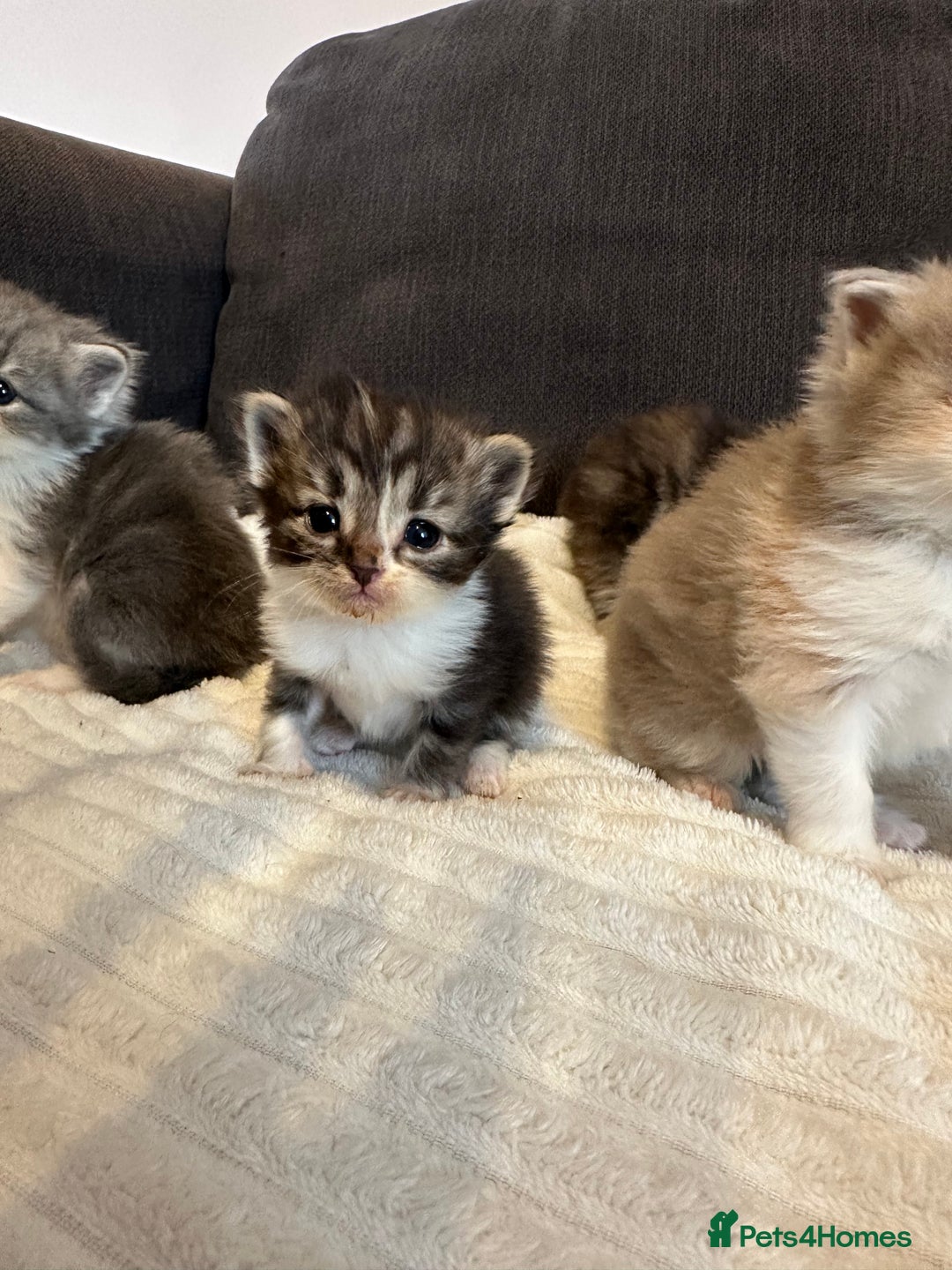 Mixed Breed cats for sale: Half ragdoll fluffy kittens  - Image 5