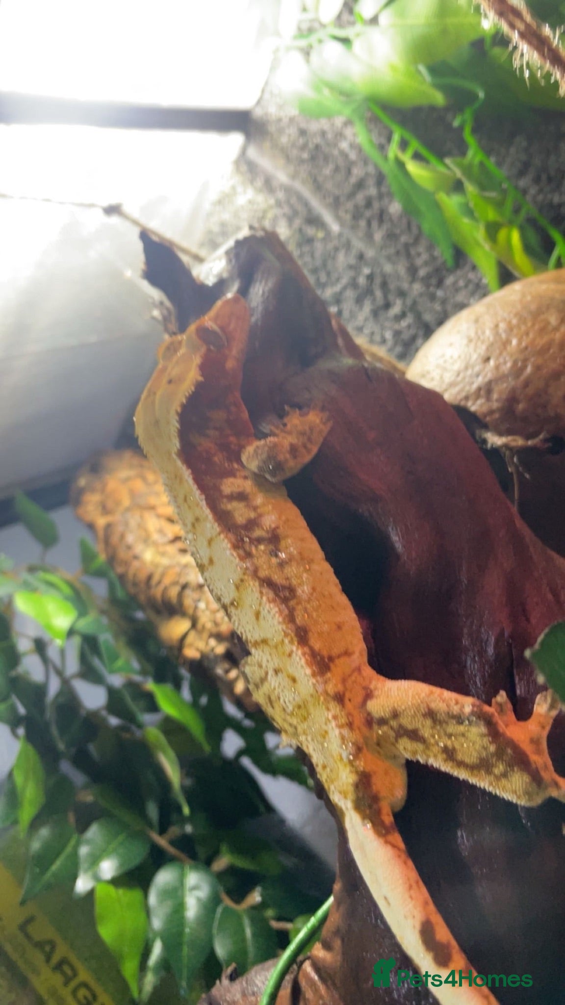 Gecko reptiles Crested geckos babies and adults and breeding grou - Advert 6