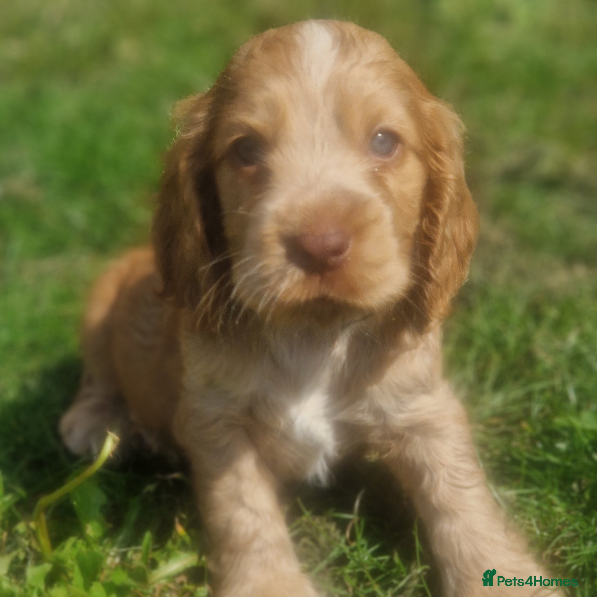 Cocker Spaniel dogs !!KC Registered Beautiful show Cocker Spaniels!!!  - Advert 5