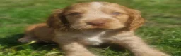 Cocker Spaniel dogs for sale: !!KC Registered Beautiful show Cocker Spaniels!!!  - Advert 26