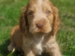 Cocker Spaniel dogs !!KC Registered Beautiful show Cocker Spaniels!!! - Advert 1