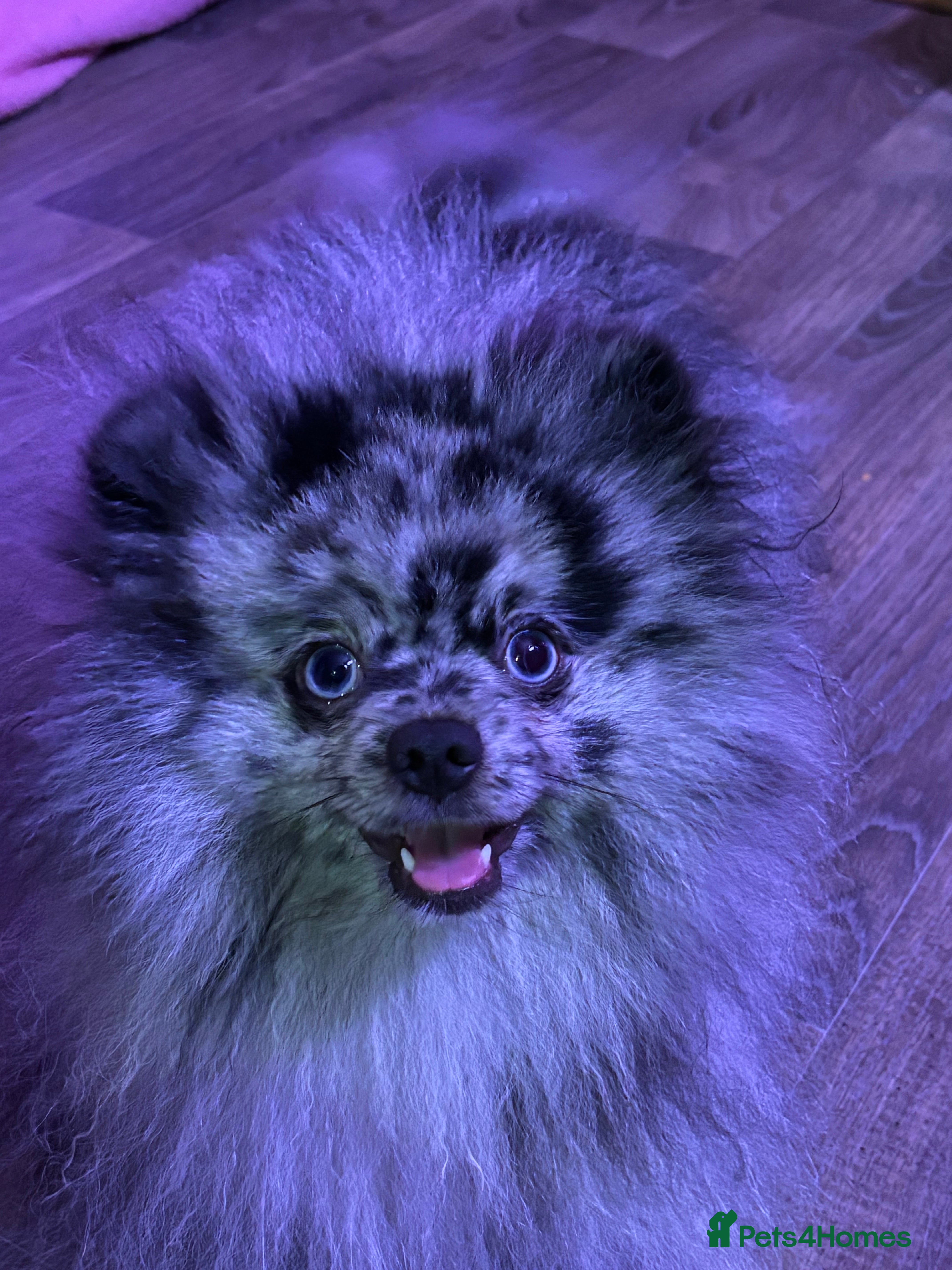 Pomeranian dogs Beautiful blue eyed Alaskan merle Pomeranian stud in Swansea - Advert 10