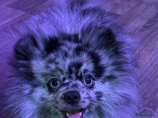 Pomeranian dogs in Swansea - Advert 16