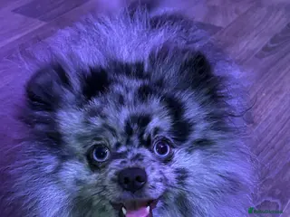 Pomeranian dogs Beautiful blue eyed Alaskan merle Pomeranian stud in Swansea - Advert 19