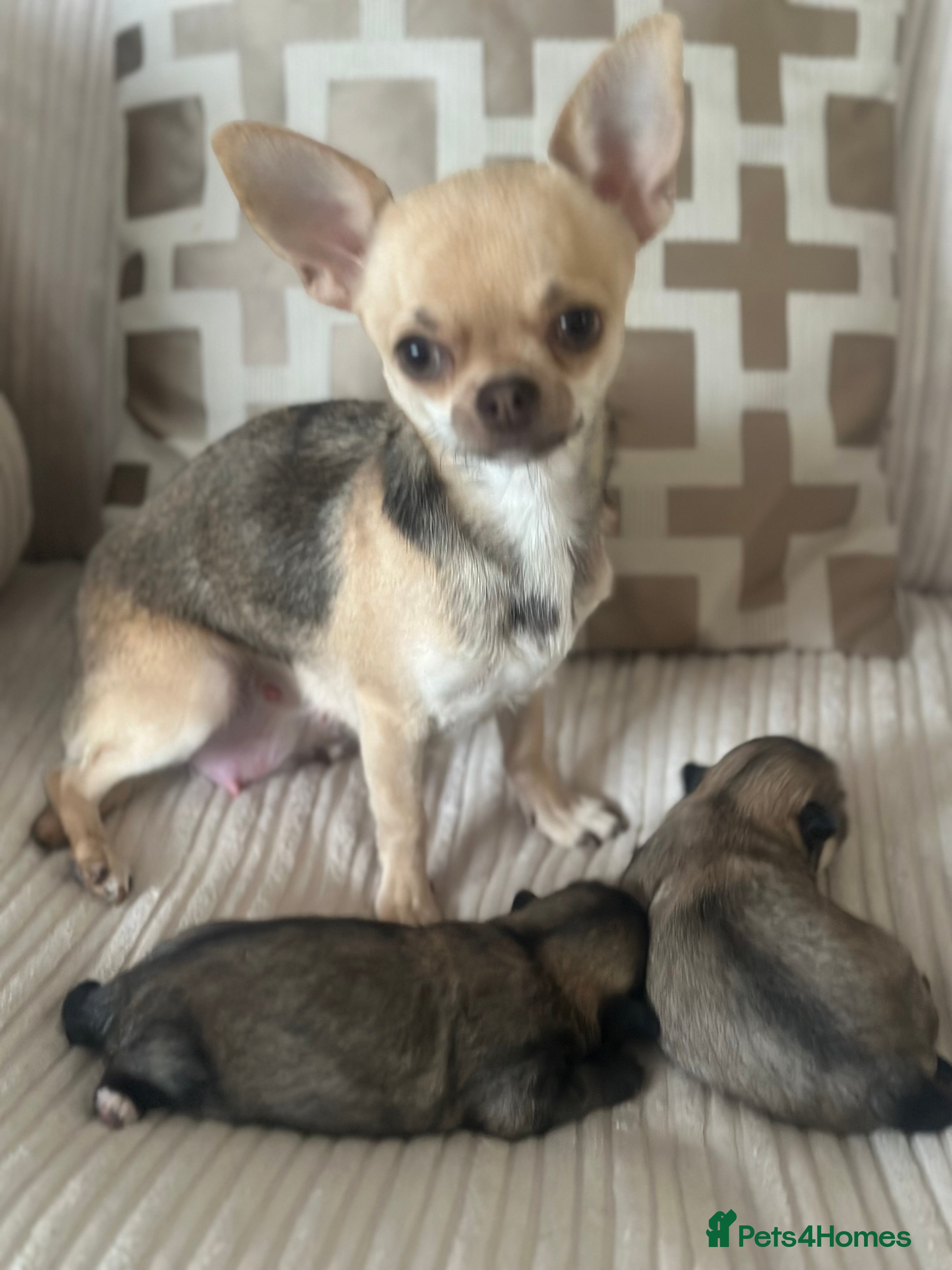 Pomchi dogs 2 adordable Pomchi puppies - Advert 4