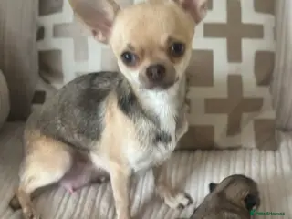 Pomchi dogs 2 adordable Pomchi puppies - Advert 4