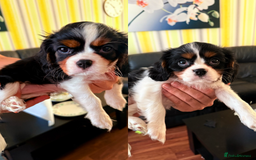 Cavalier King Charles Spaniel dogs for sale: Beautiful litter cavalier King Charles spaniels - Image 6