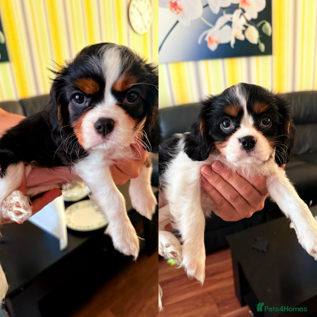 Cavalier King Charles Spaniel dogs for sale: Beautiful litter cavalier King Charles spaniels - Image 6