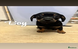 Chiweenie dogs for sale: Dachshund x chihuahua puppies  - Image 4