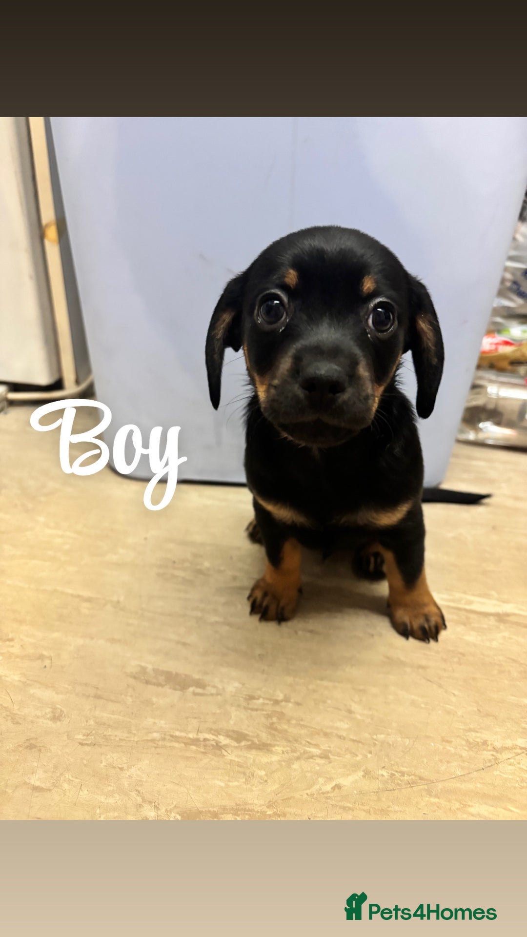 Chiweenie dogs for sale: Dachshund x chihuahua puppies  - Image 4
