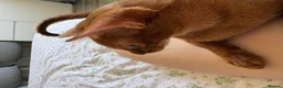 Abyssinian cats for sale: Pedigree Abyssinian boy for sale  - Advert 12