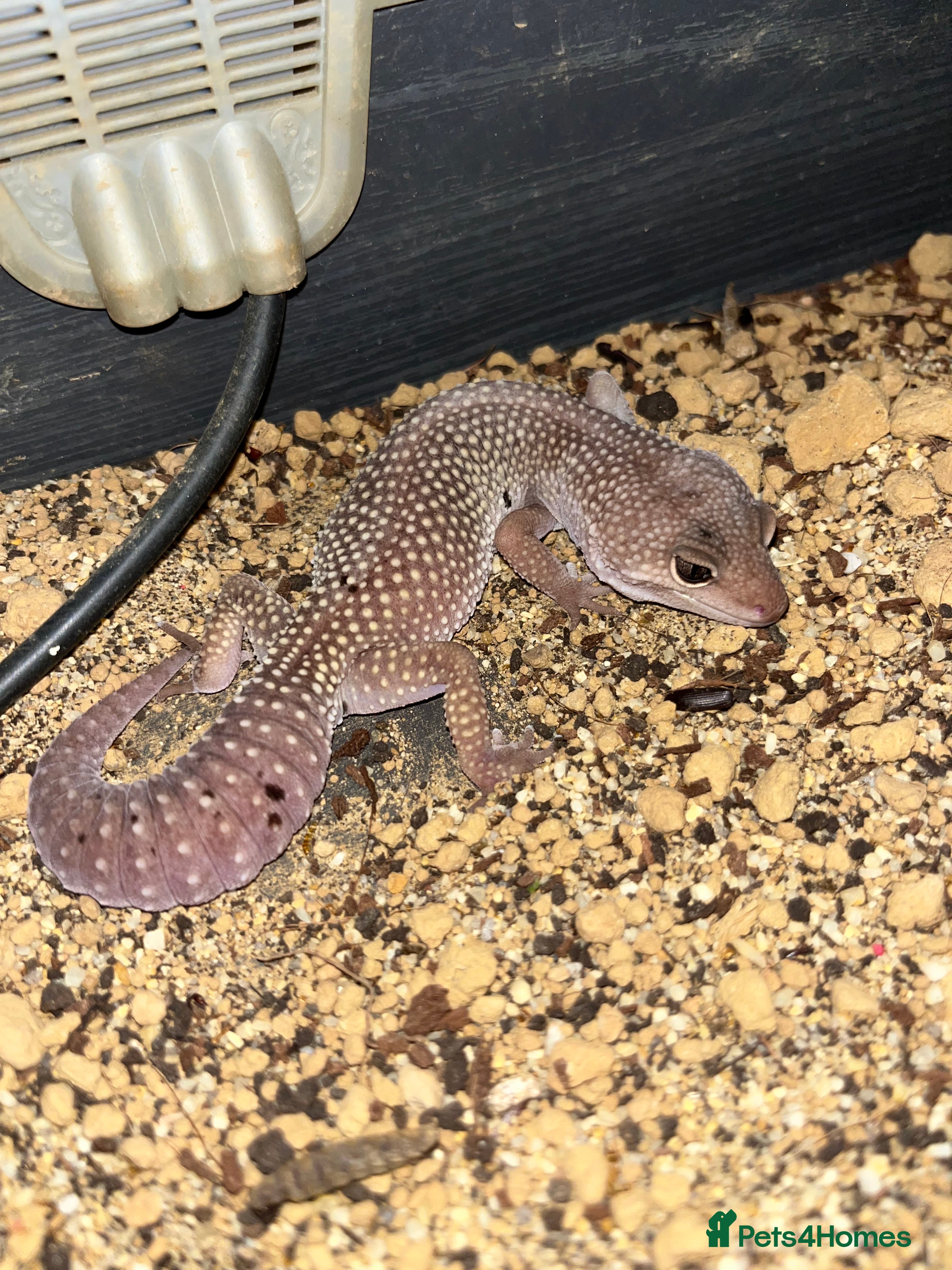 Leopard Gecko reptiles Female Leopard Geckos - Advert 3