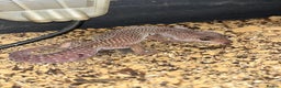 Leopard Gecko reptiles for sale: Female Leopard Geckos - Advert 2
