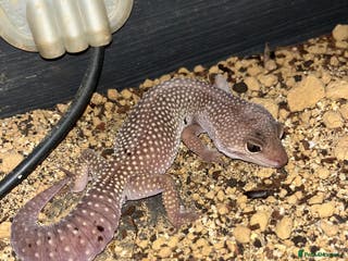 Leopard Gecko reptiles Female Leopard Geckos - Advert 15