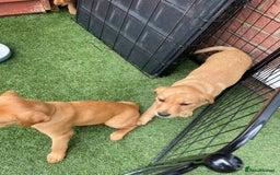Labrador Retriever dogs for sale: Golden and fox red lab puppies ready to leave now - Image 3