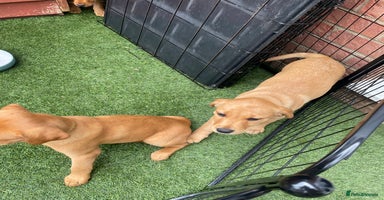 Labrador Retriever dogs - Advert 1