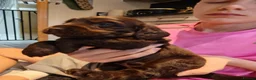 Cocker Spaniel dogs for sale: Chocolate Cocker spaniel pups in Castleford - Advert 10