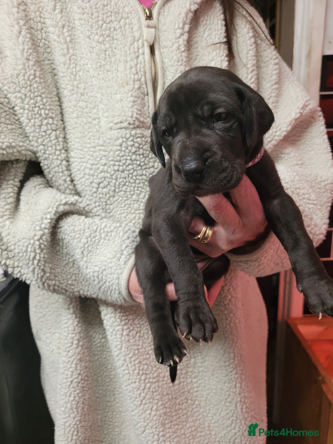 Great Dane dogs for sale: Magnificent litter of black great dane puppies - Advert 19