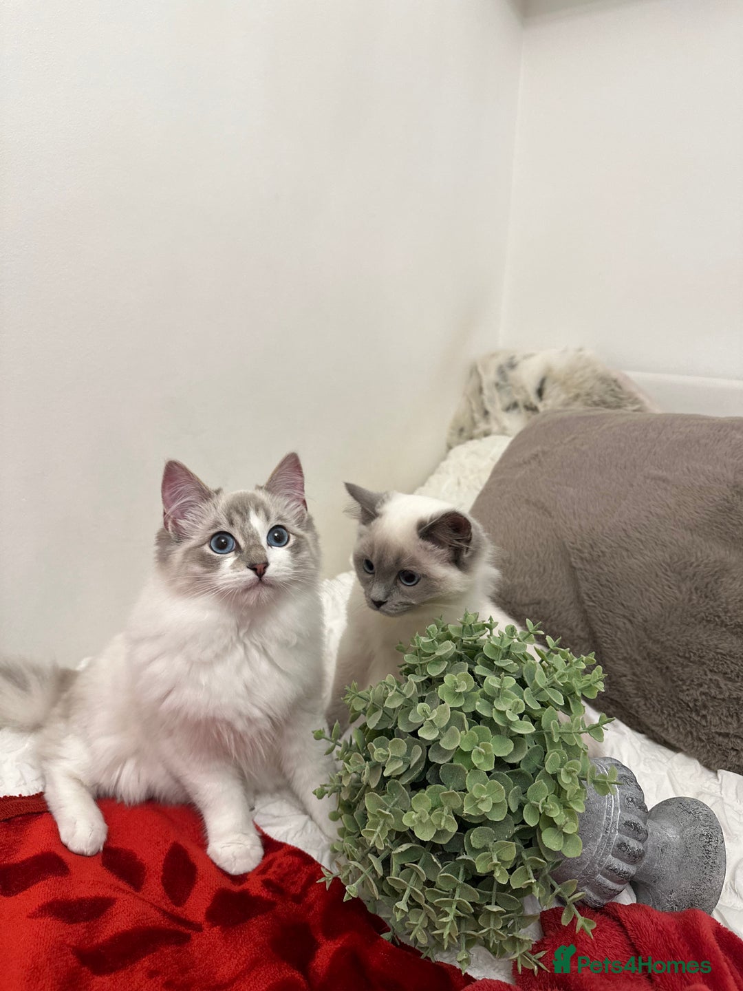 Ragdoll cats for sale: Gorgeous pedigree friendly girl kittens - Advert 2