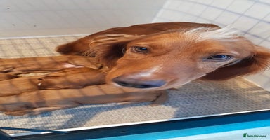 Cocker Spaniel dogs - Advert 6