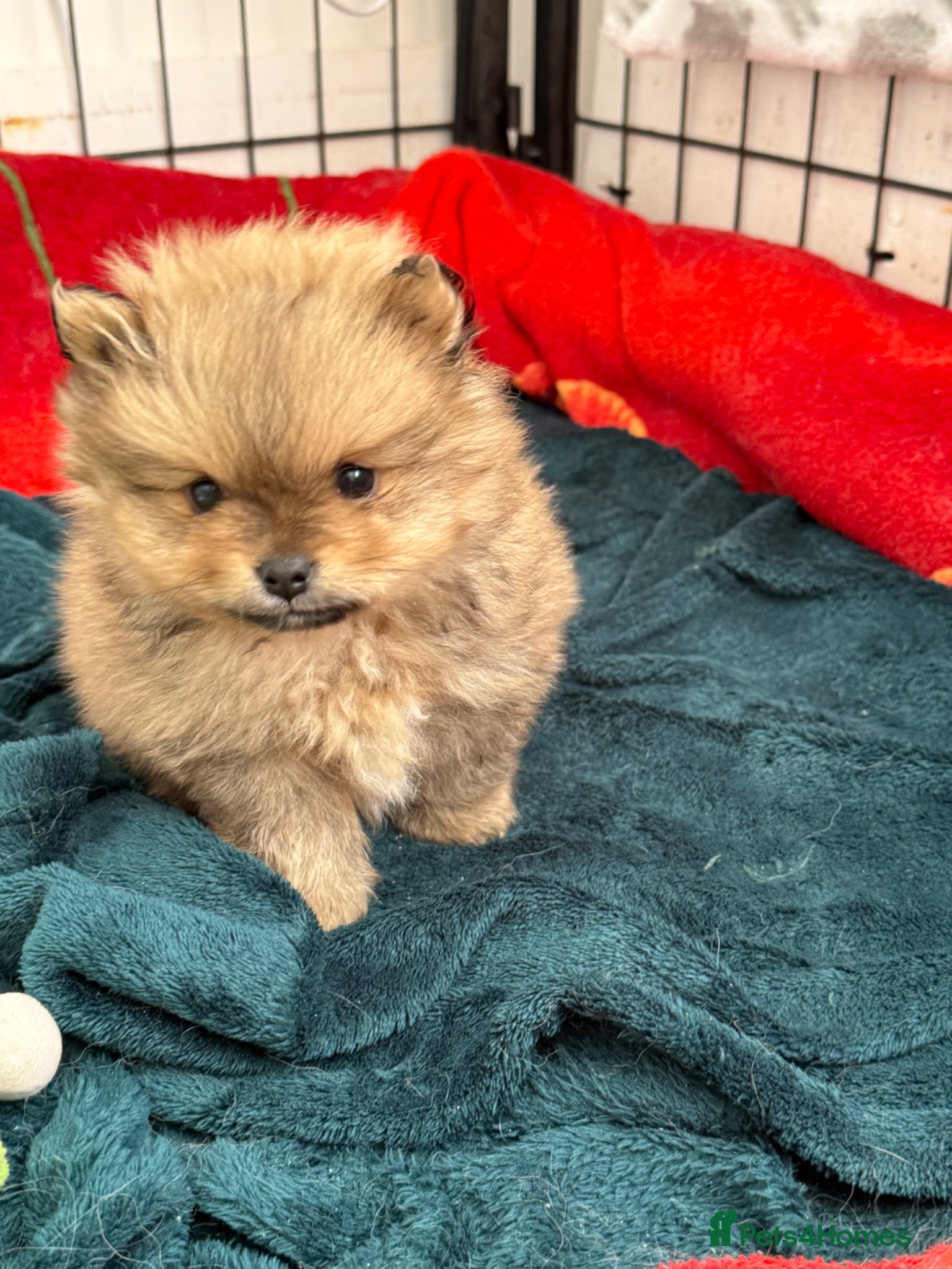 Pomeranian dogs Stunning Pomeranian Boy – Kennel Club Reg - Advert 5