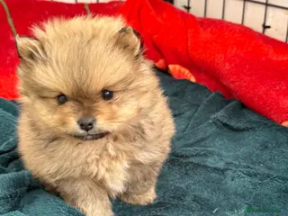 Pomeranian dogs Stunning Pomeranian Boy – Kennel Club Reg - Advert 5