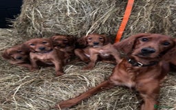 Irish Setter dogs for sale: Irish Red Setter Pups  - Image 1