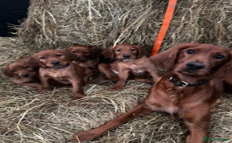 Irish Setter dogs - Advert 1